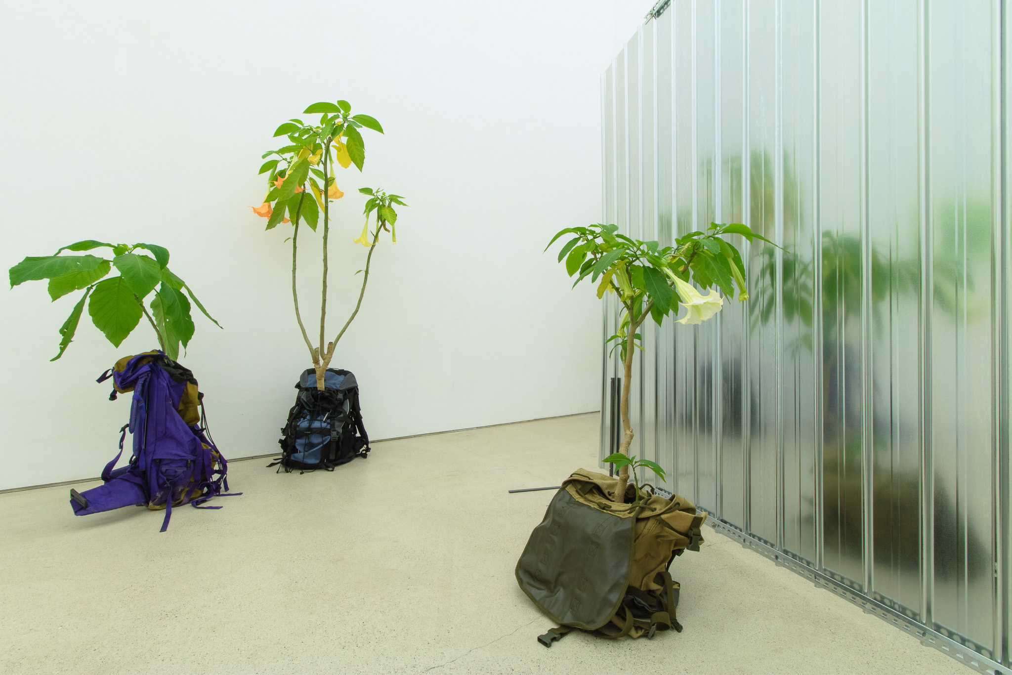 Jasmin Werner & Cecila Gerson, Angel's Trumpets